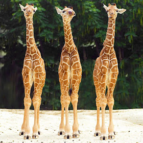 funny animal pics, animal photos, three baby giraffes