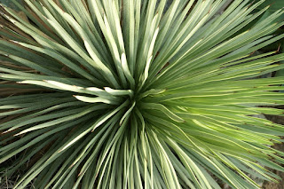 Agave stricta