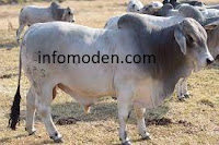 Lembu Baka Brahman