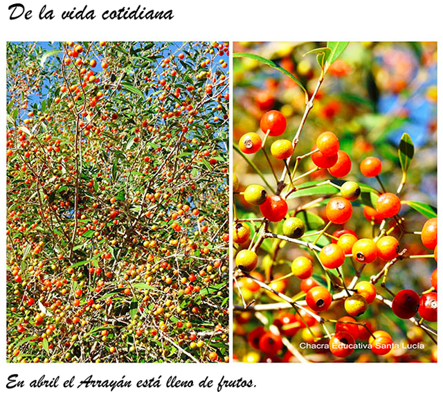 Frutos de Arrayàn - Chacra Educativa Santa Lucía