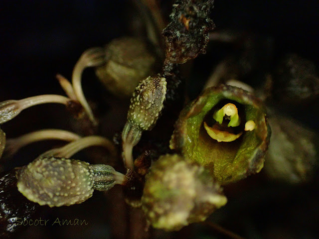 Gastrodia confusa