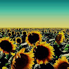 Bunga Matahari Facebook / 085234204961 Minyak Bunga Matahari Mengandung Omega 6 Kaya Vitamin E Home Facebook - Bunga matahari merupakan salah satu bunga yang populer karena kecantikan warnanya.
