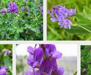 Alfalfa (Medicago sativa)