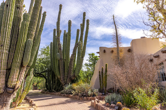 desertbotanicalgarden, tempearizaon, arizonatravel, holidaytravel