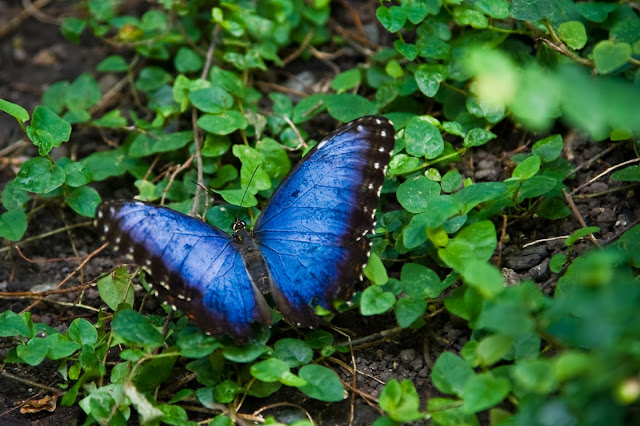 Blue Betterfly Wallpapers Free Download