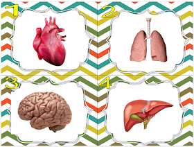 Cartes sur les organes