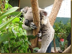 Koala Bear 