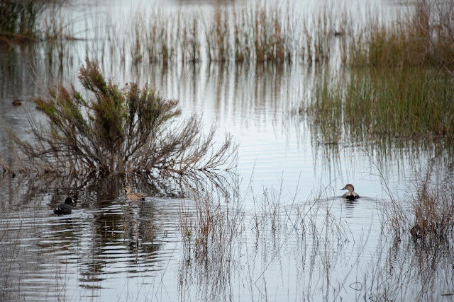 Ruddy ducks, ducks, nature, wildlife, birds, birding, photography, travel, California, Gadwall duck