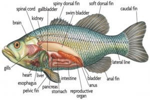 Mengenal Istilah - Istilah Anatomi Ikan - Gambar Anatomi Ikan