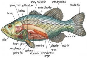 Mengenal Istilah - Istilah Anatomi Ikan