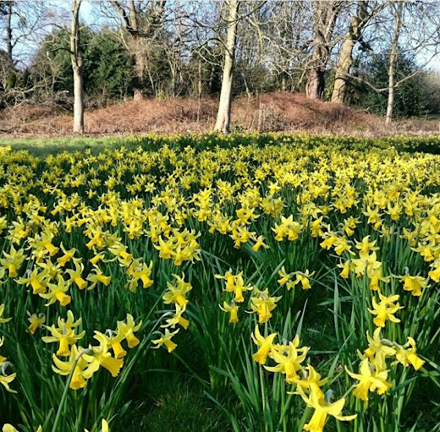  Spring Daffodils