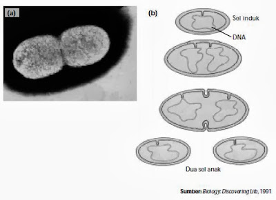 Sel bakteri yang sedang membelah dan proses pembelahan sel pada sel prokariot