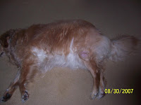 Dog Fatty Tumor