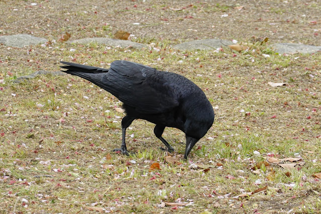 鳥取県米子市久米町　湊山公園　ハシブトガラス