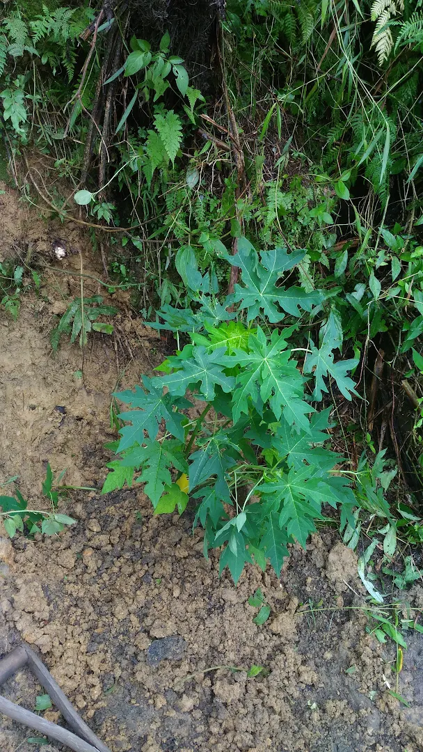 相片：