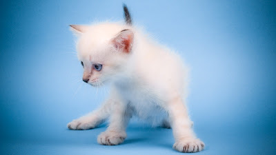 cute,cat,kitty,sweety animals,cute babys,hd wallpapers,hd cute animals