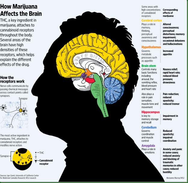 receptors_cannabinoid2