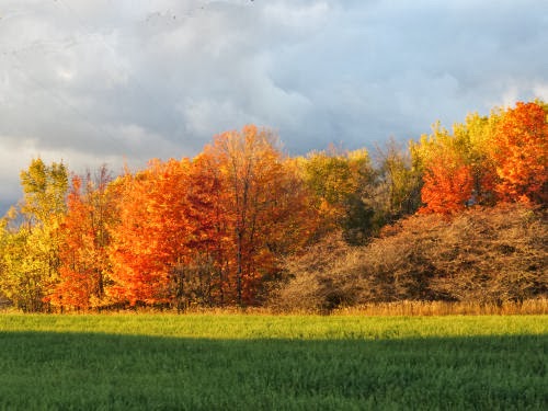 fall colors