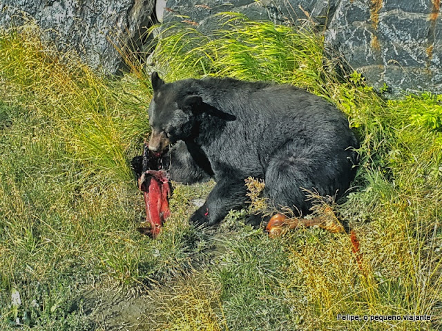 alaska_wildlife_conservation_center