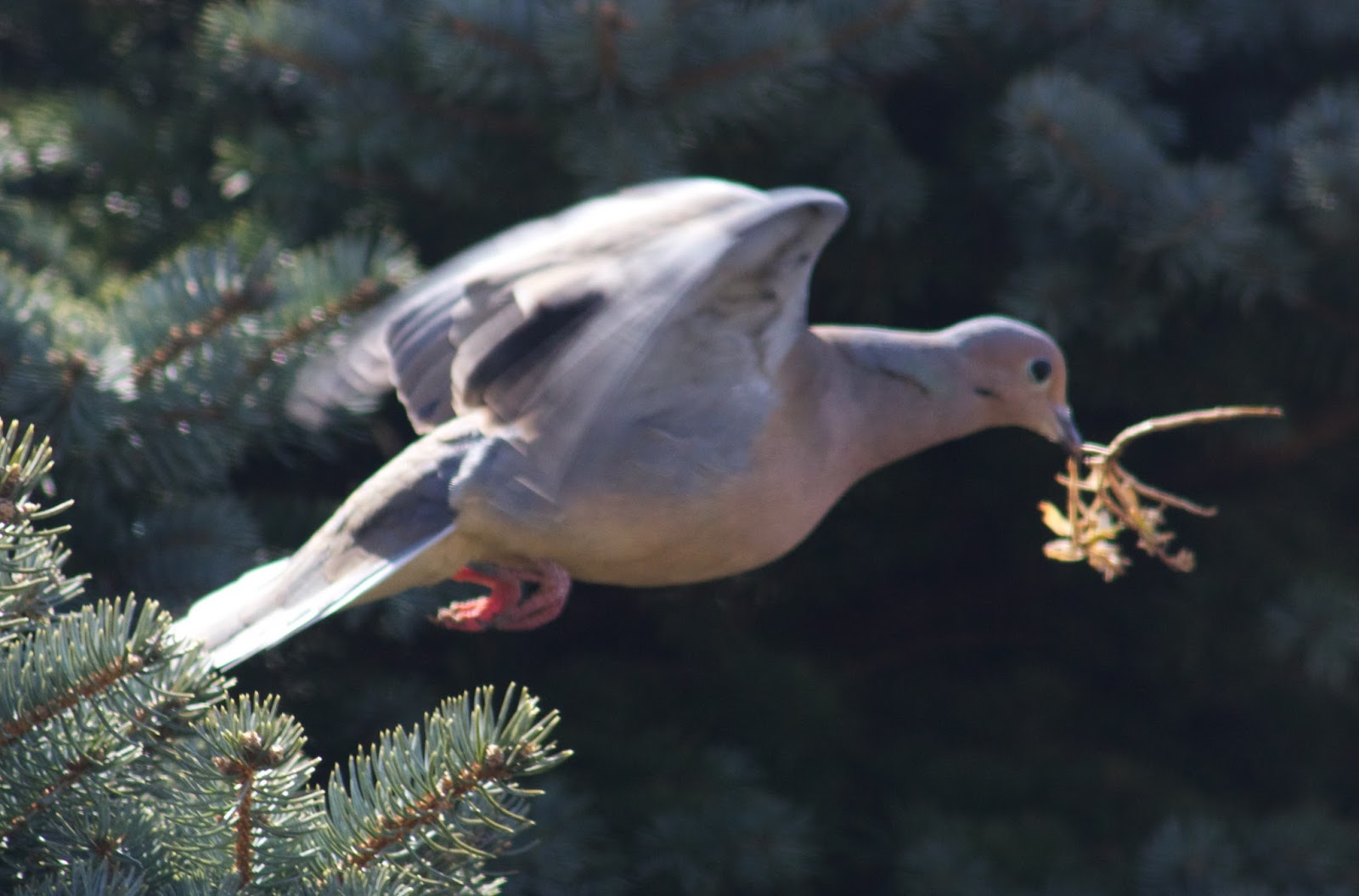 dove nest building