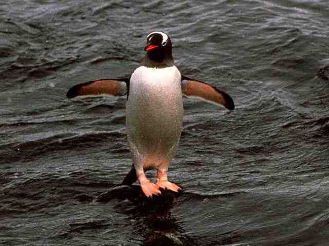 Pictures Of Gentoo Penguin - Free Gentoo Penguin pictures 