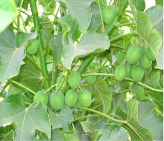 Jatropha Curcas