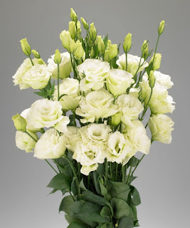   eustoma, eustoma flower meaning, eustoma lisianthus, eustoma russellianum, eustoma in chinese, eustoma white, eustoma flower in chinese, eustoma grandiflorum, eustoma shop