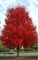 Autumn Blaze Maple Tree Pictures