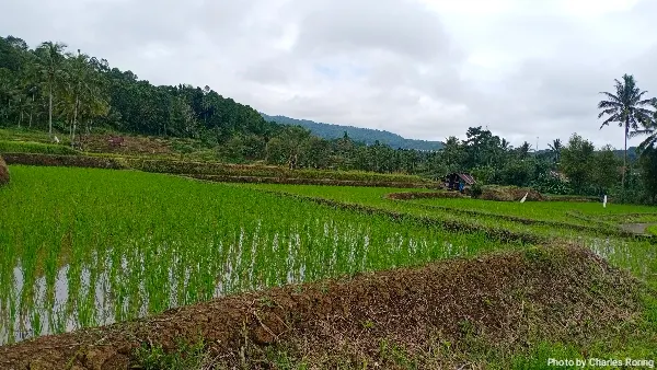 rice field in Sonder of Minahasa