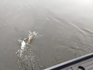 susquehanna smallmouth bass