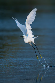 Wildlifefotografie Neretva Delta Seidenreiher Olaf Kerber