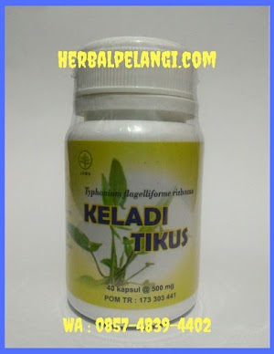 Jual Kapsul Keladi Tikus Di Aceh Utara | WA : 0812-7535-2742