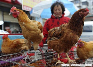 Cảnh báo khẩn cấp dịch cúm gà H7N9 lây lan từ Trung Quốc gây chết người