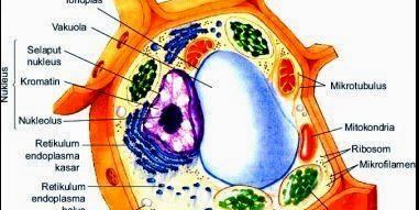 Organel Sel Tumbuhan dan Fungsinya