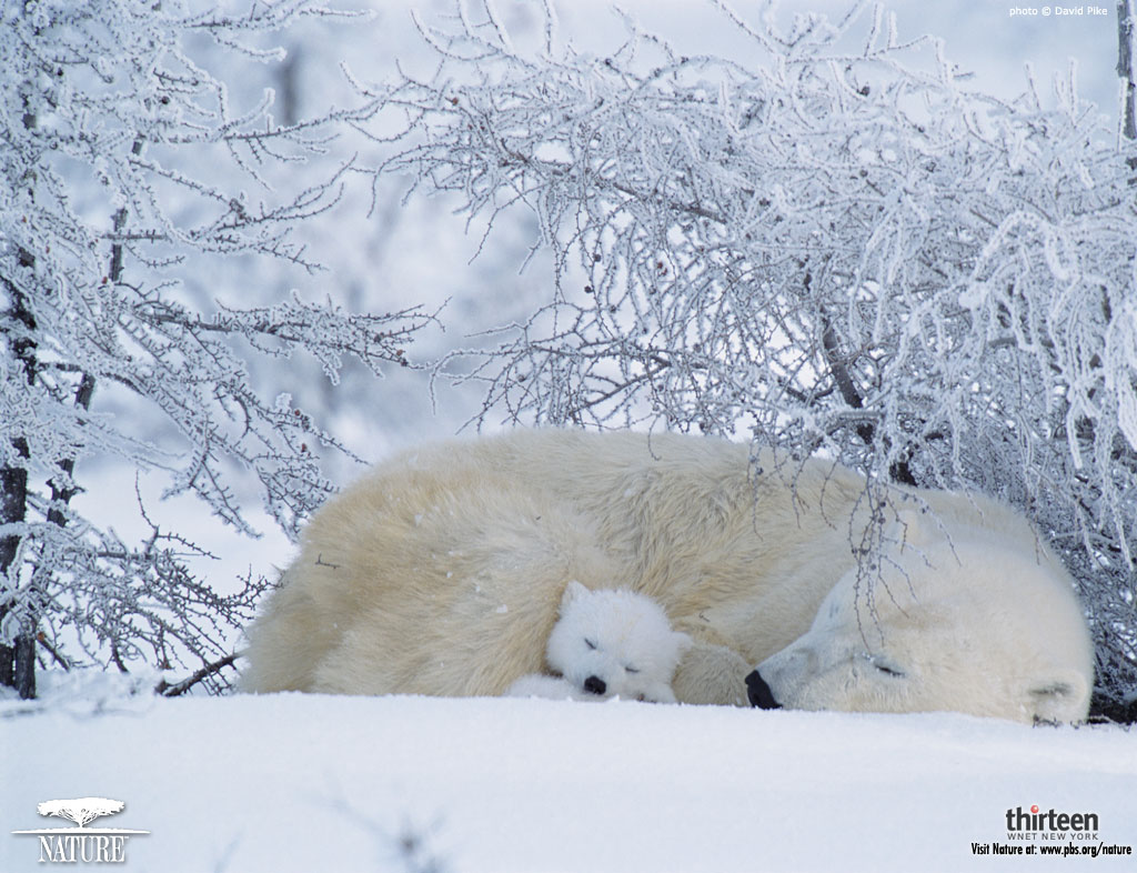 polar bear wallpaper desktop