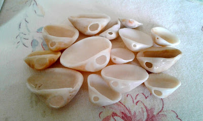 sea shells with holes near hinge