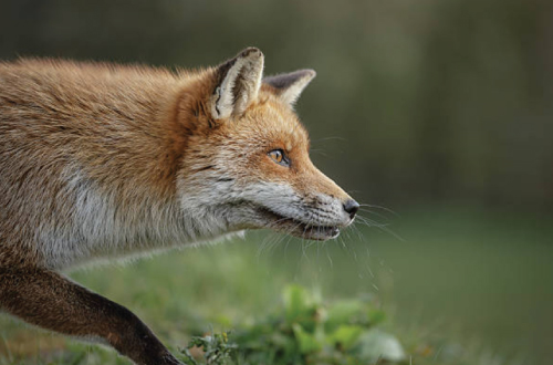 fox