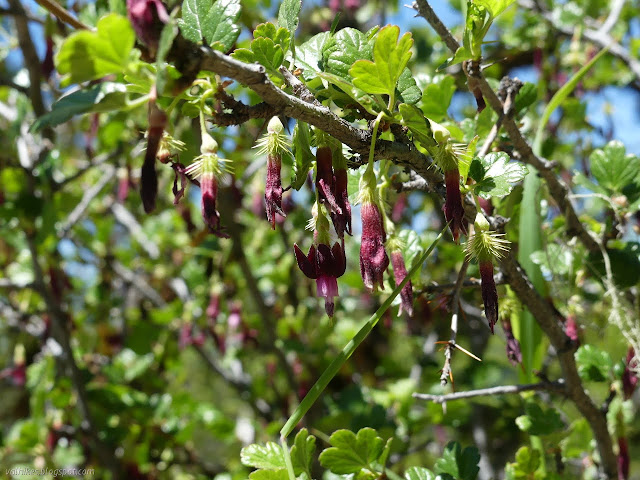 deep red, dangling flowers becoming spiked fruits