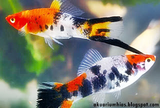 Ikan Hias Swordtail