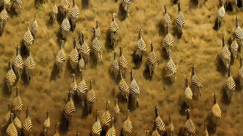 great migrations, national geographic