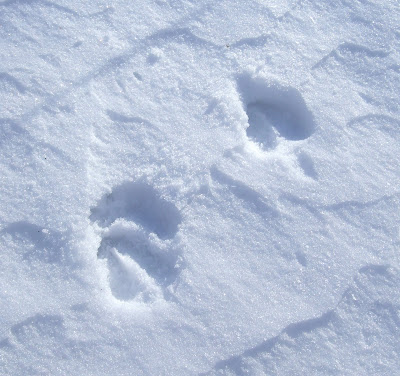 see where a deer was walking to the woods. A nice closeup of the tracks. see where a deer was walking to the woods. A nice closeup of the tracks.