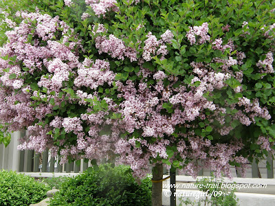 a lilac tree at my front door makes a