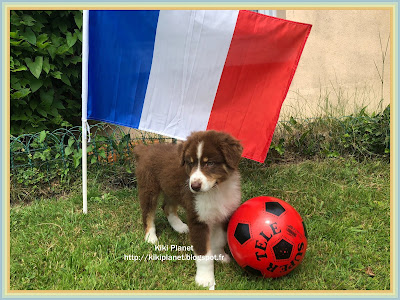 kiki monchhichi football coupe du monde 2018 toys vintage jouets peluche chiot berger australien