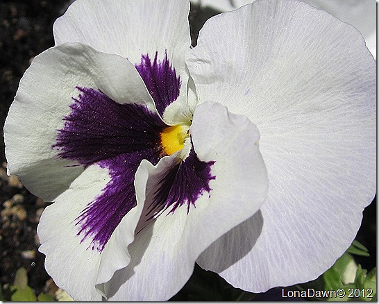Pansy_Purple_White