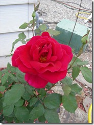 DSCN3650