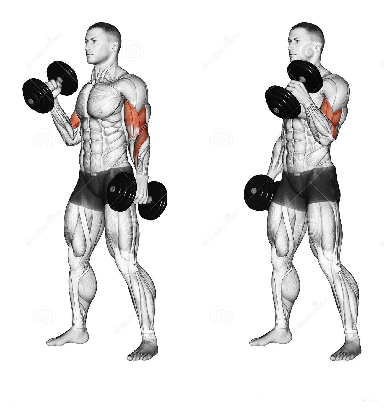 Bodybuilding Tips Biceps