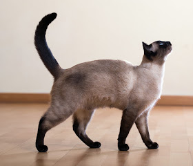 Siamese cat standing. Photo via Adobe Stock