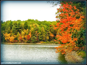 Walden Pond State Reservation