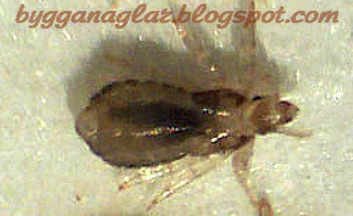 Loss pa barn  Pictures of head lice