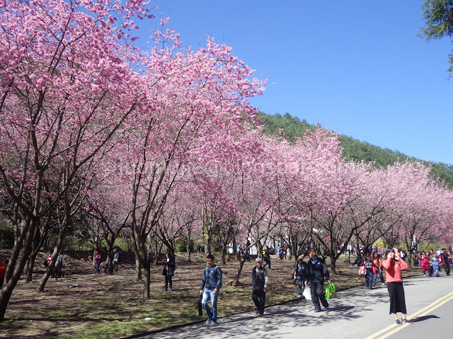 Wuling Farm cherry blossoms